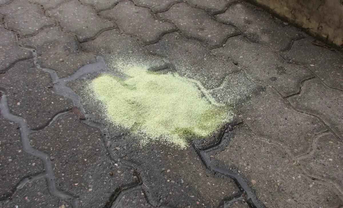 giellevi greensorb2